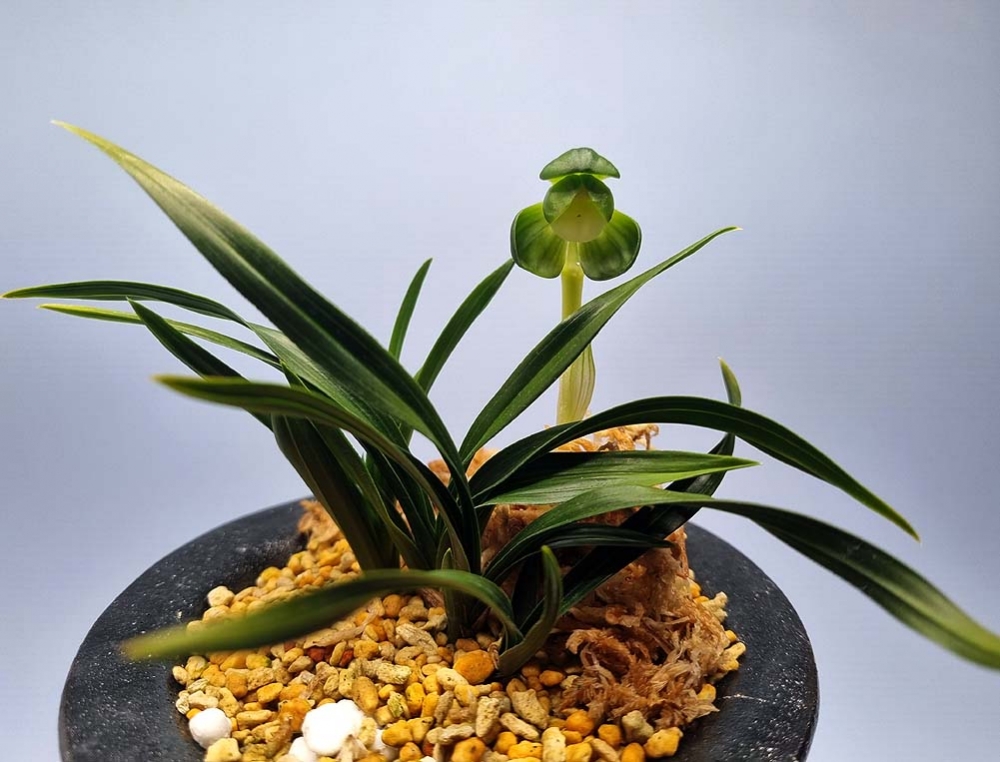 영원한 명품 일월화