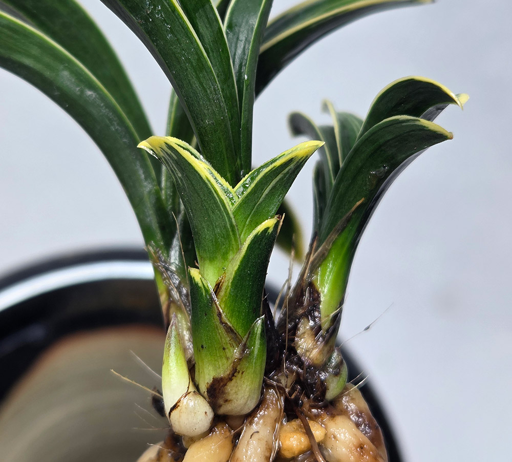 신라다운 빵빵한 신라