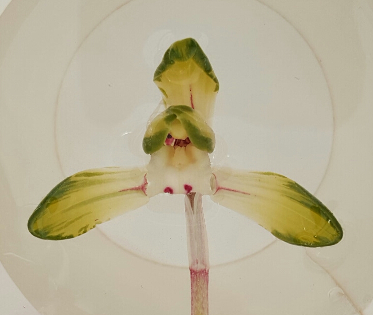 예명 백운동 중투화