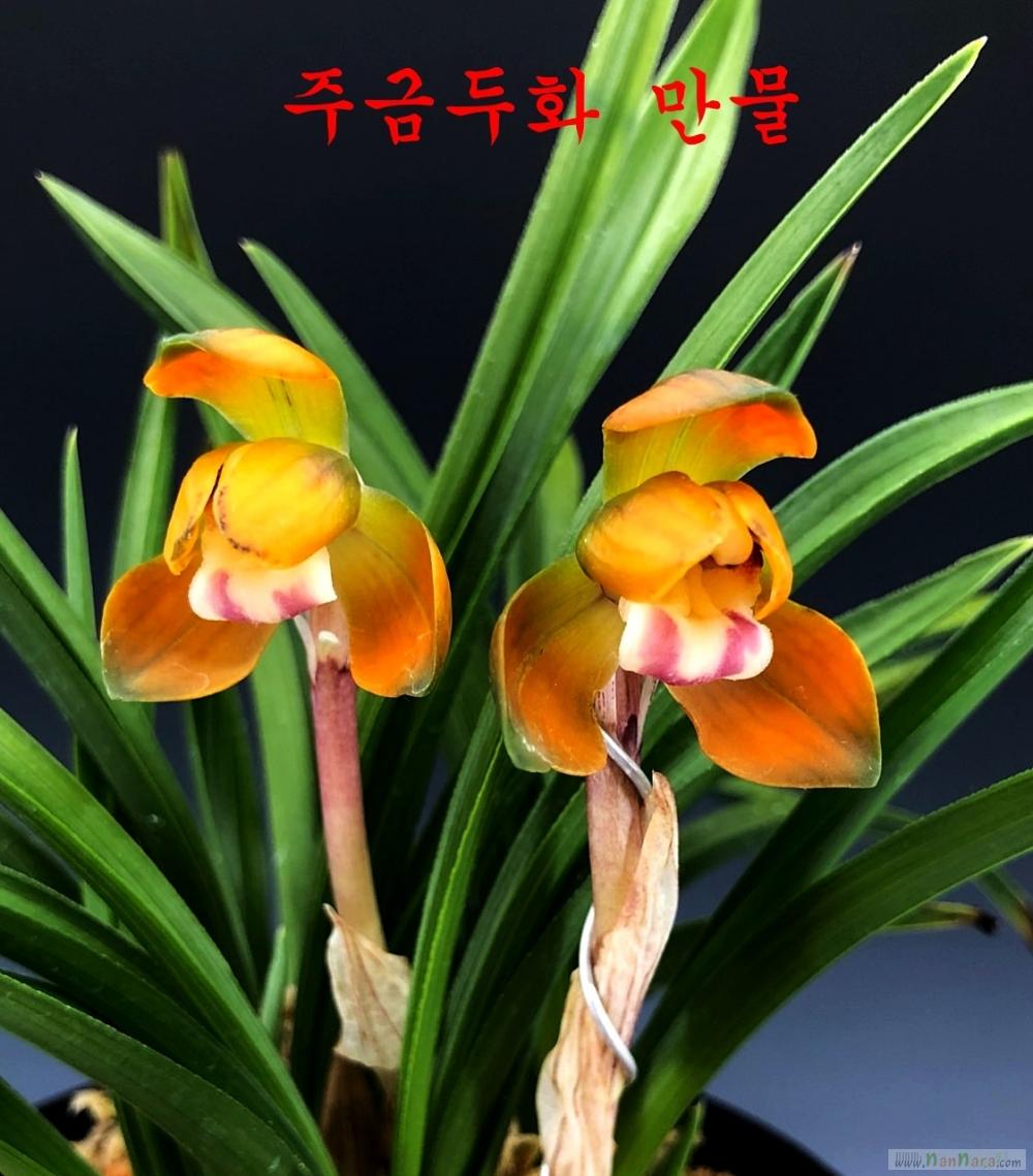 만물 주홍두화