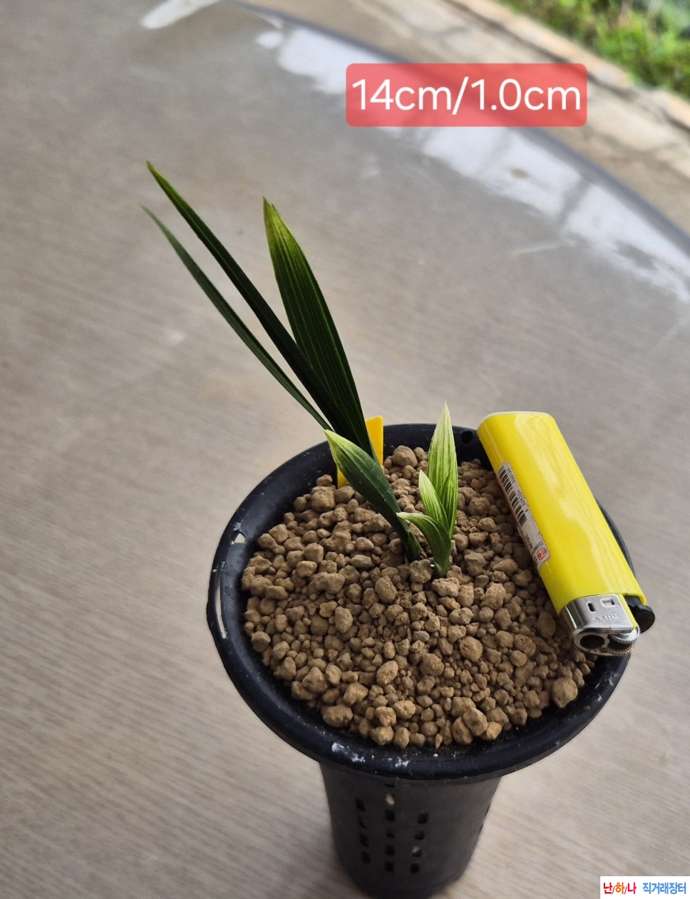 산반두화
