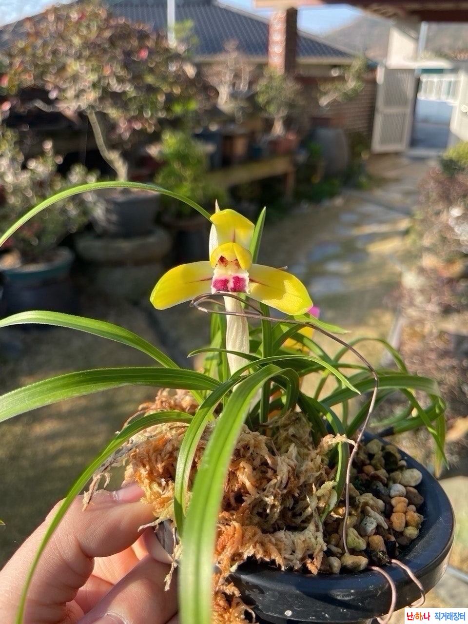 황화