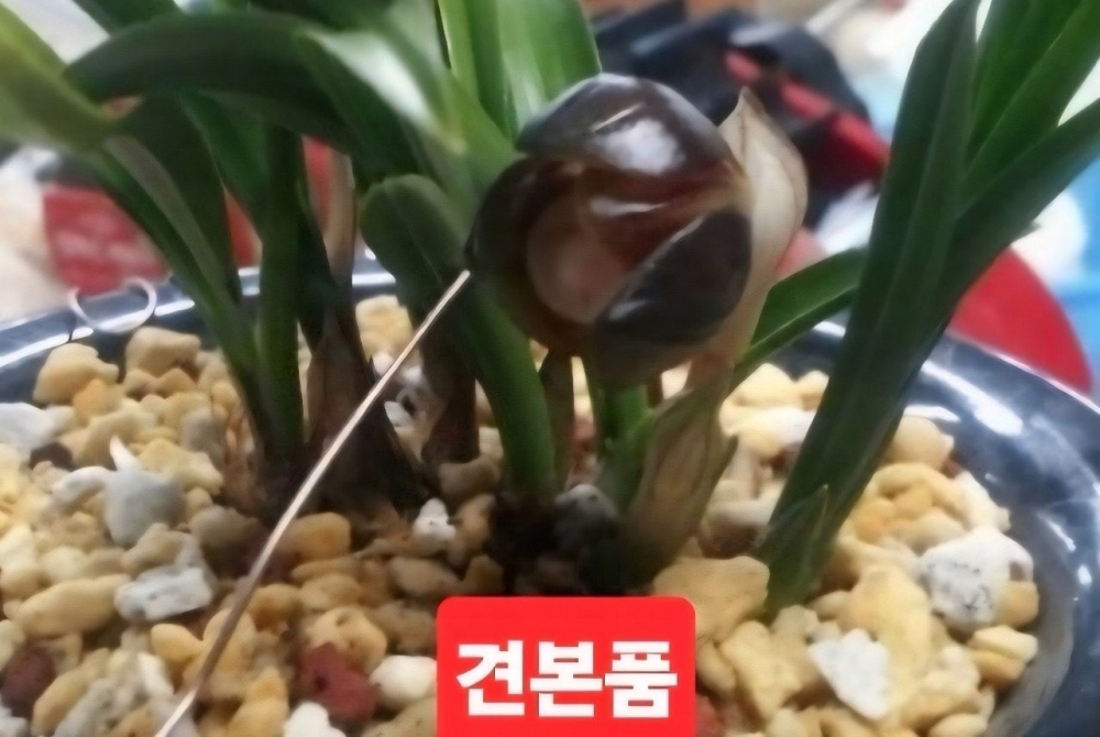 자두