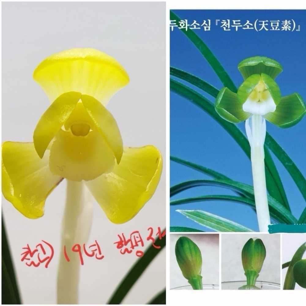 천두소