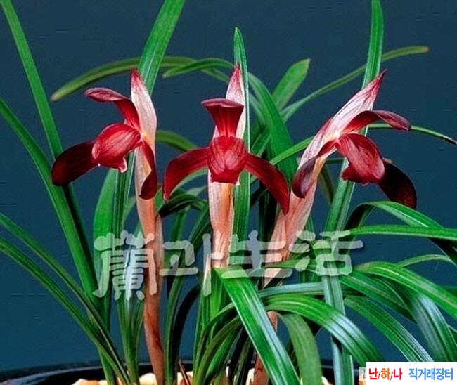 자화색설화