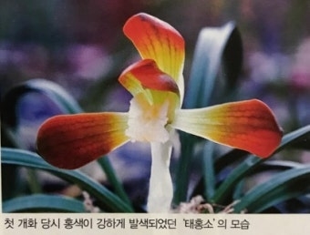 태홍소