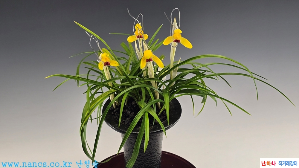 황비(전시작품/꽃4경)