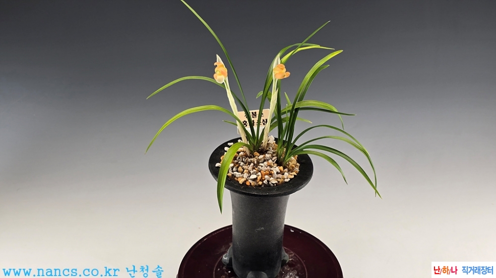 천불소(전시작품/꽃2경?