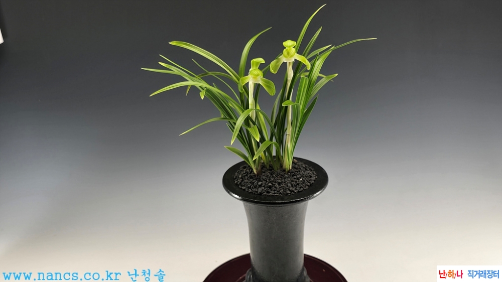 신불(전시작품/꽃2경)