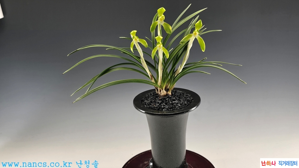 송죽(전시작품/꽃4경)