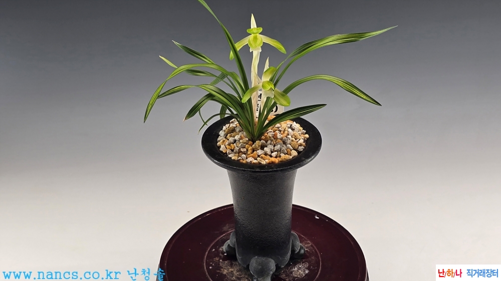 선경(전시작품/꽃2경)