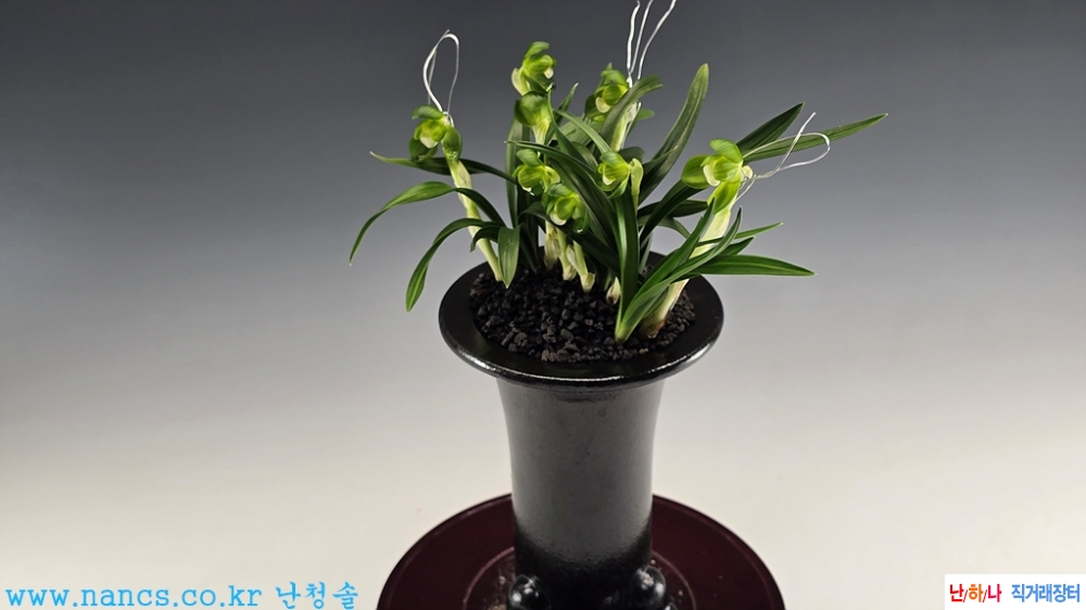 일월화(전시작품/꽃7경?