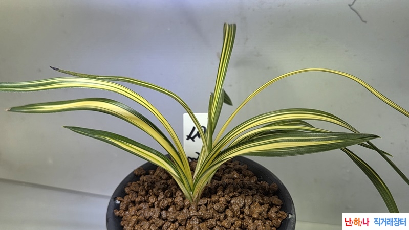 꽃과 엽예가 되는 명명?