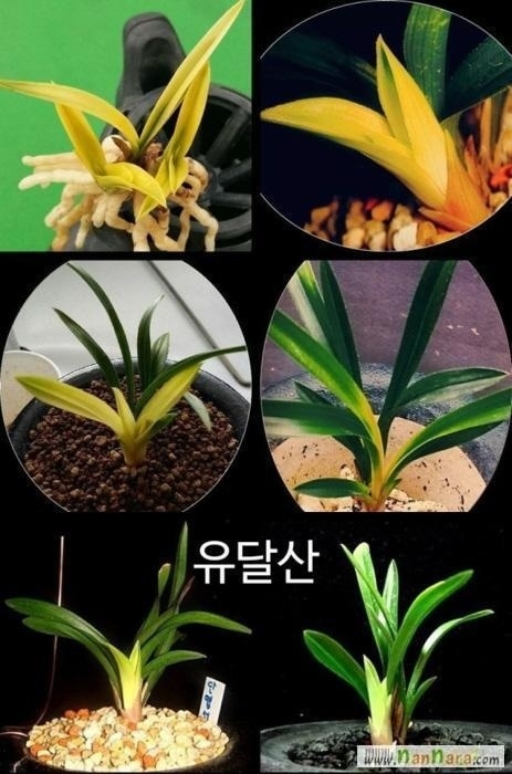 단엽서반 "유달산"