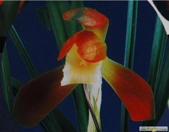 홍화소심 황노을
