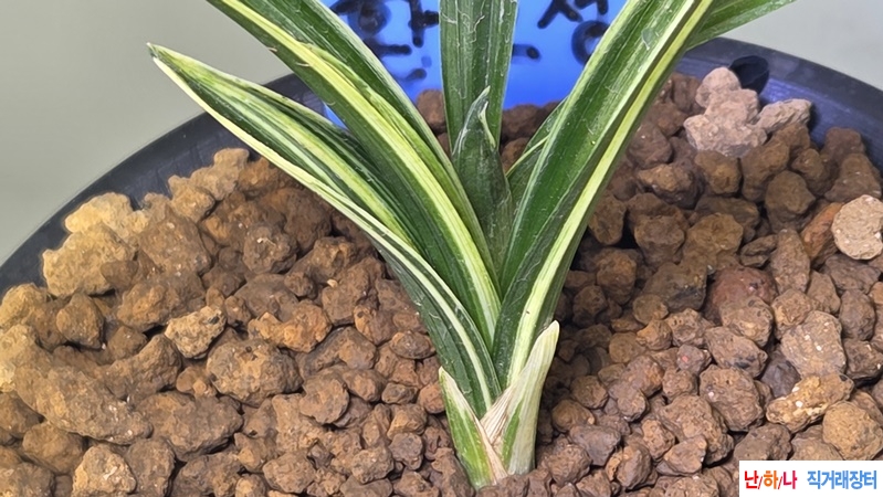 단엽중투 소심 환호성