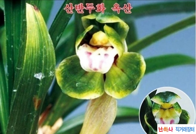산반두화 옥산