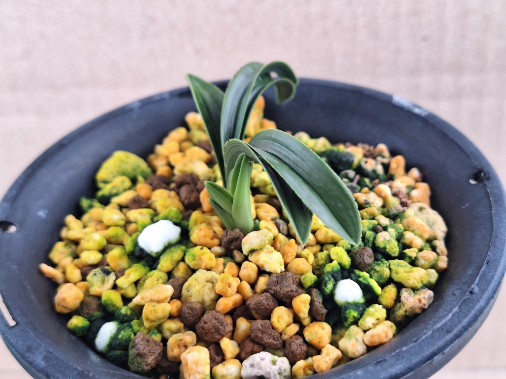 탐스러운 온누리 무지?