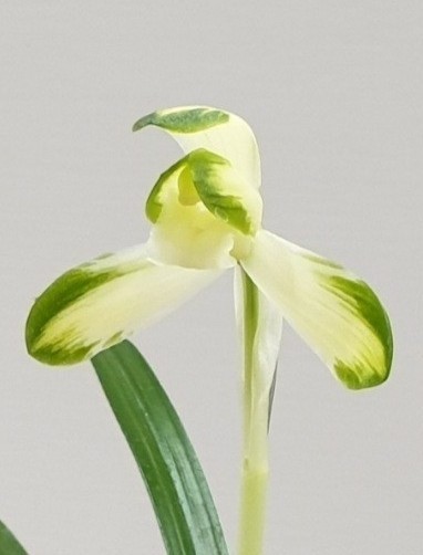 아주 건강한 금하소 입?