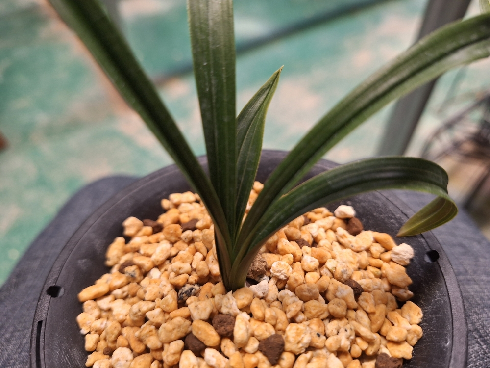 두화소심 일월화 입니?