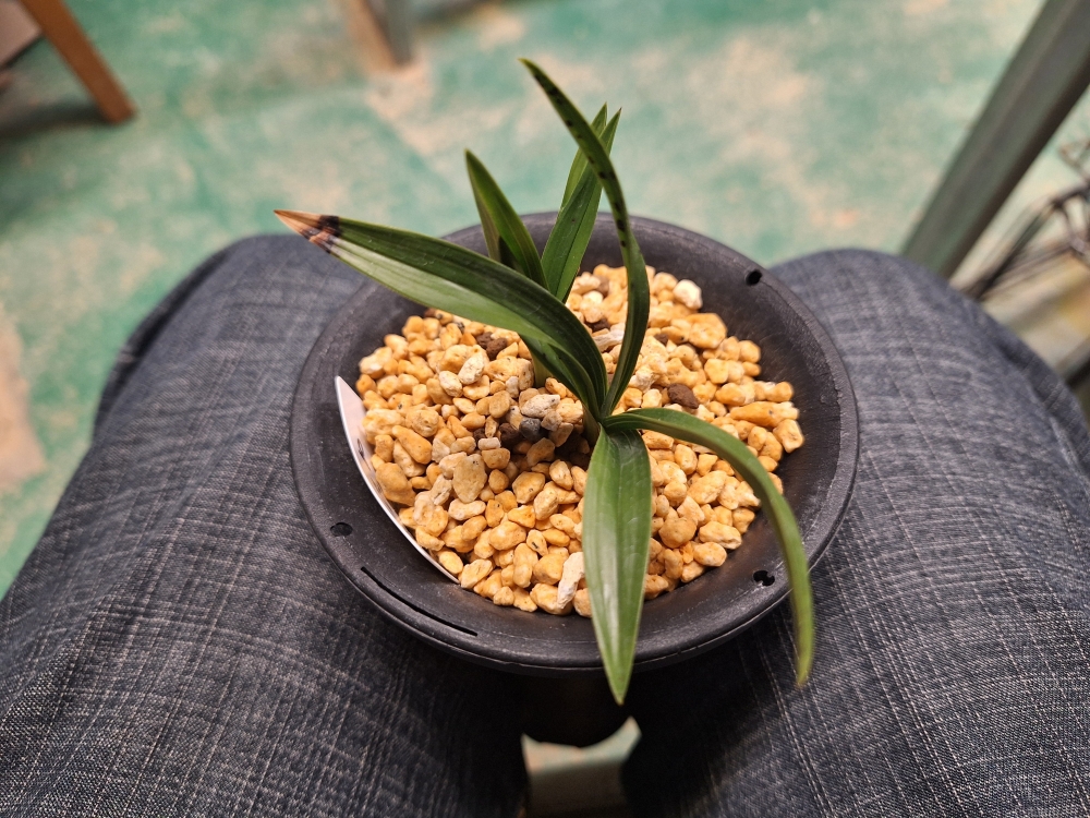 원판 홍화 홍원 입니다