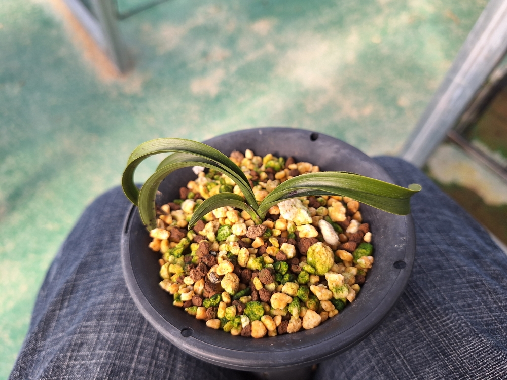 온누리 무지촉 입니다