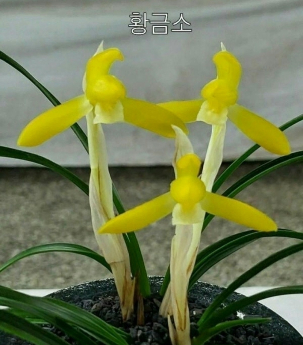 황화소심 황금소 종자?