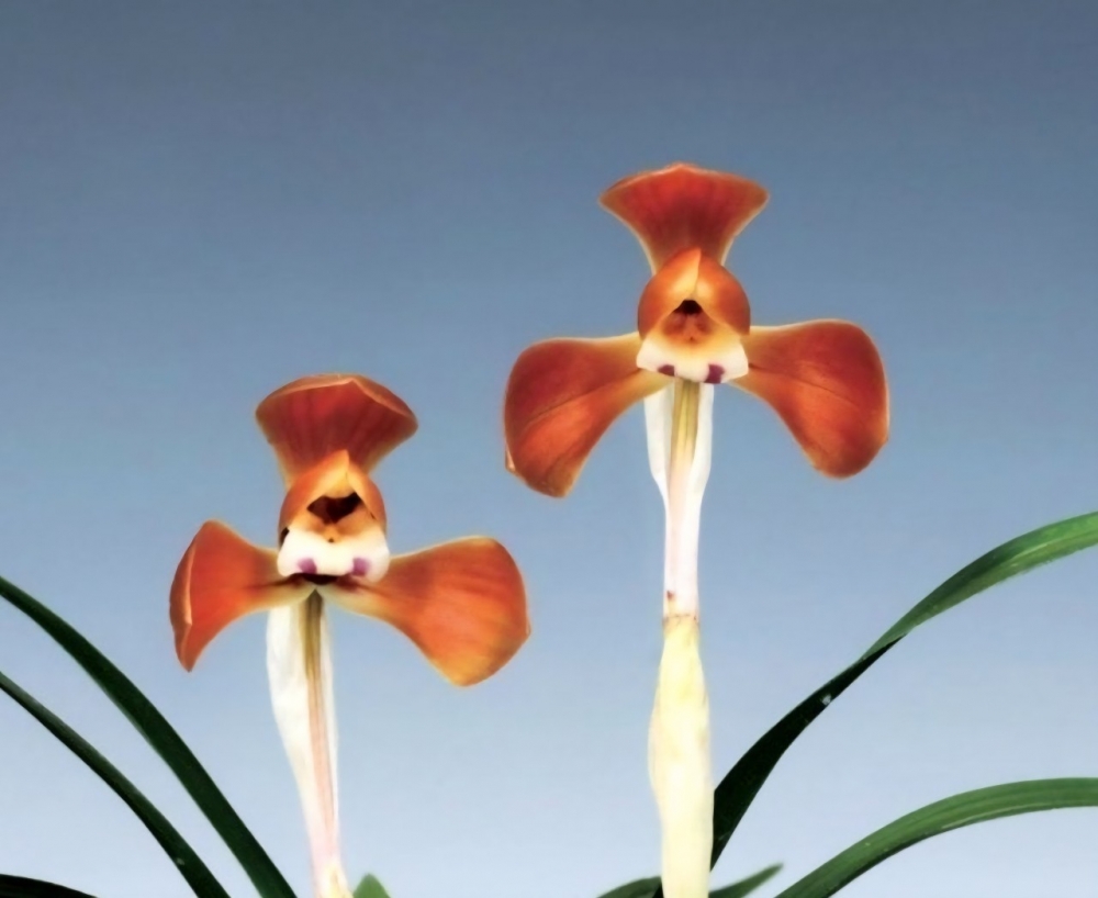 원판홍화 홍원 입니다