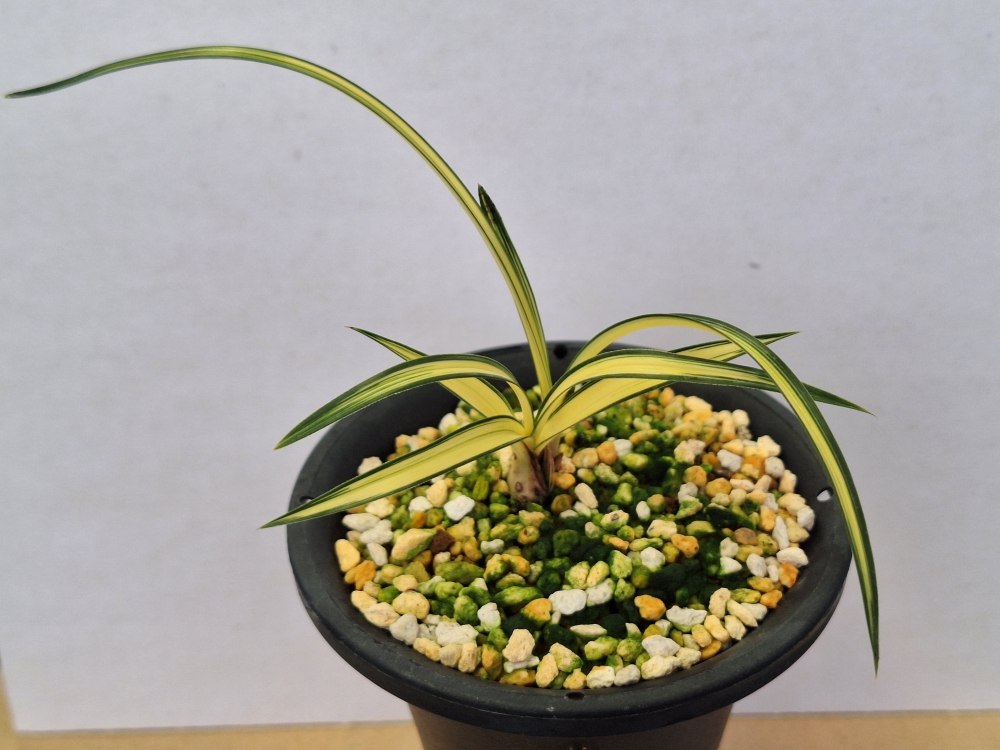 중투호 송정 입니다