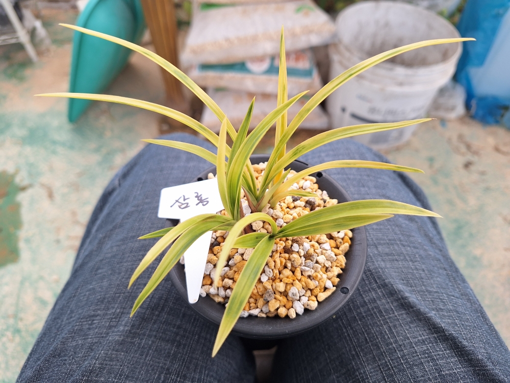 작품이 완성된 삼홍 입?