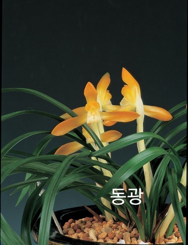 태양초 건강한 주금소?