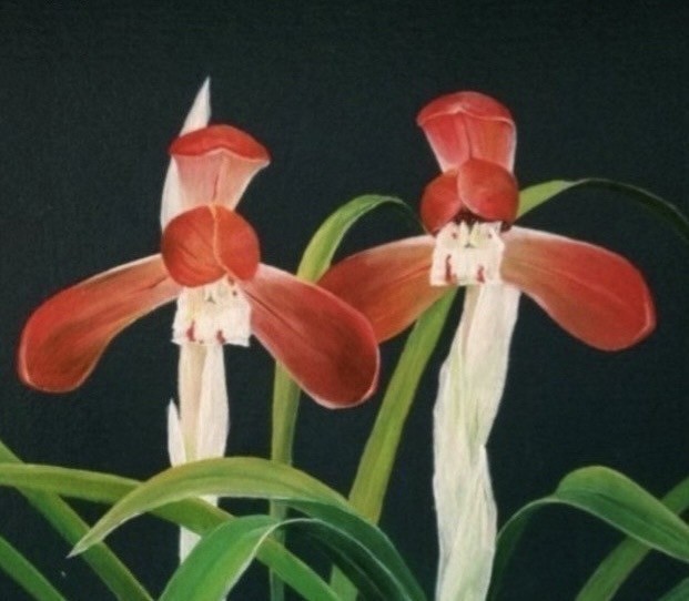 홍화 삼홍 입니다