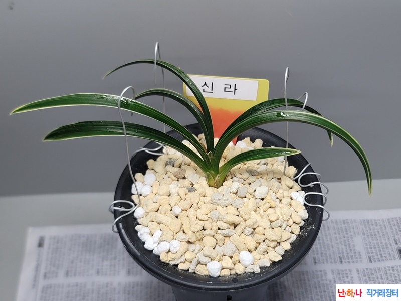 신라