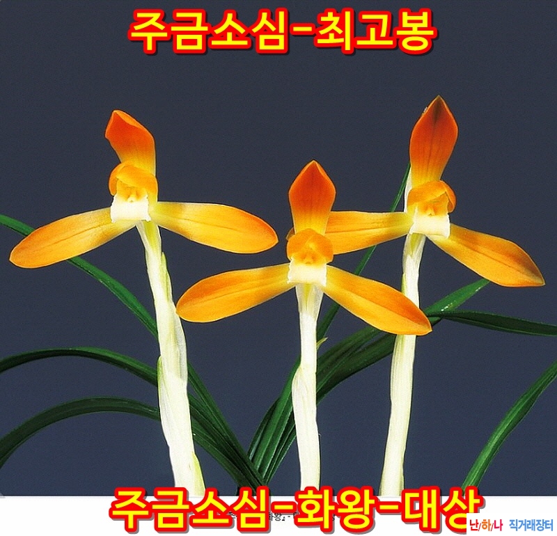 화왕