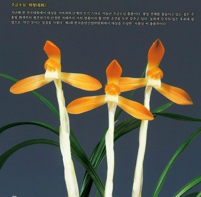 화왕