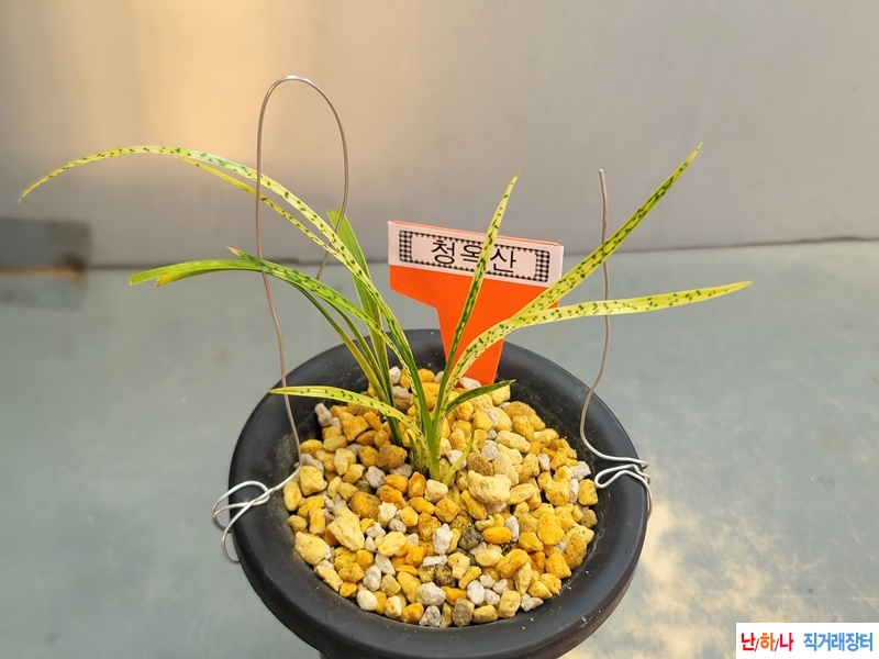 청옥산