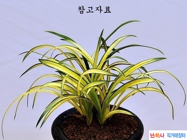 금강