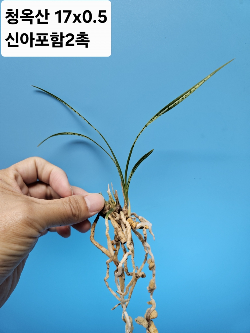 청옥산