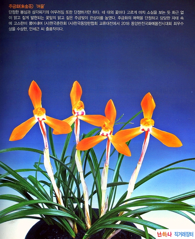 화근없는 대륜주금화 ?