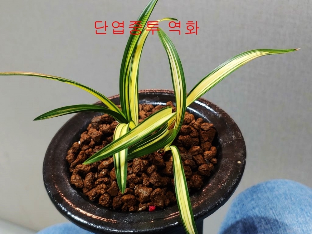 특  역화
