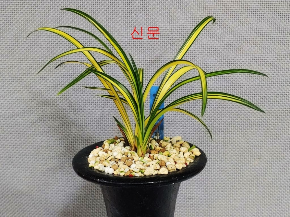 신문  4촉