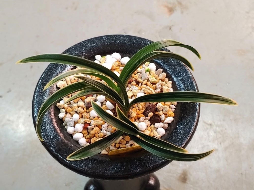신라