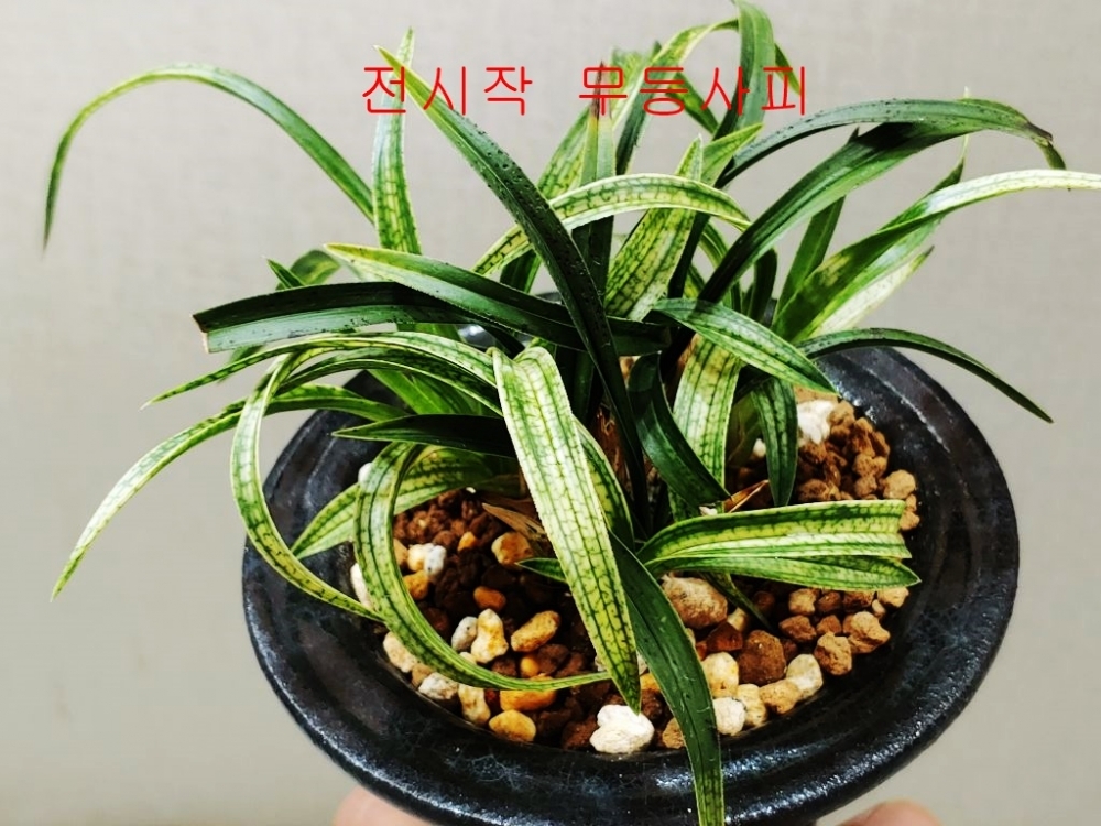 전시작