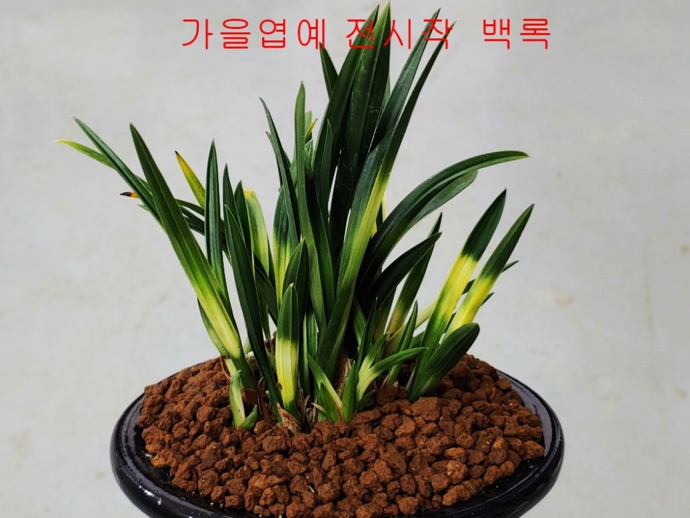 전시작