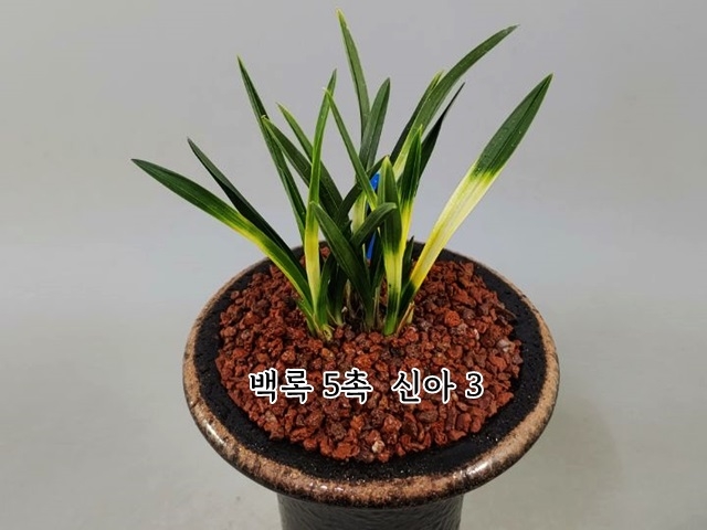 전시작