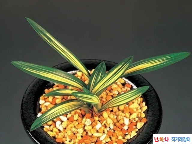 [단엽중투 태황]