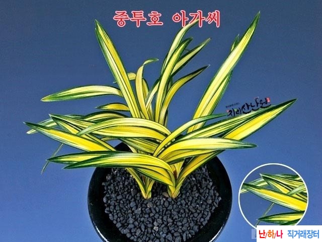 아가씨
