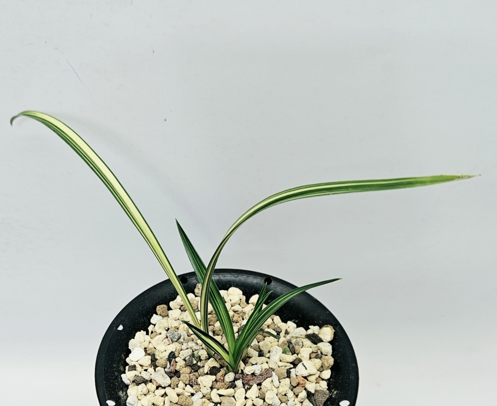 금강보