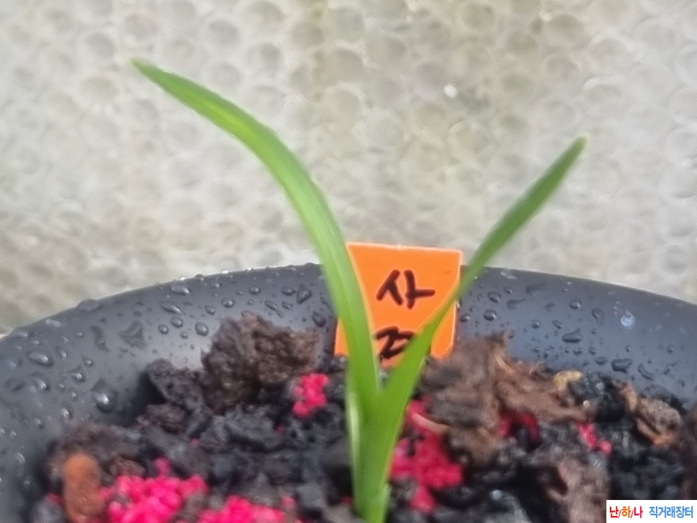 명명품 사계 전진촉