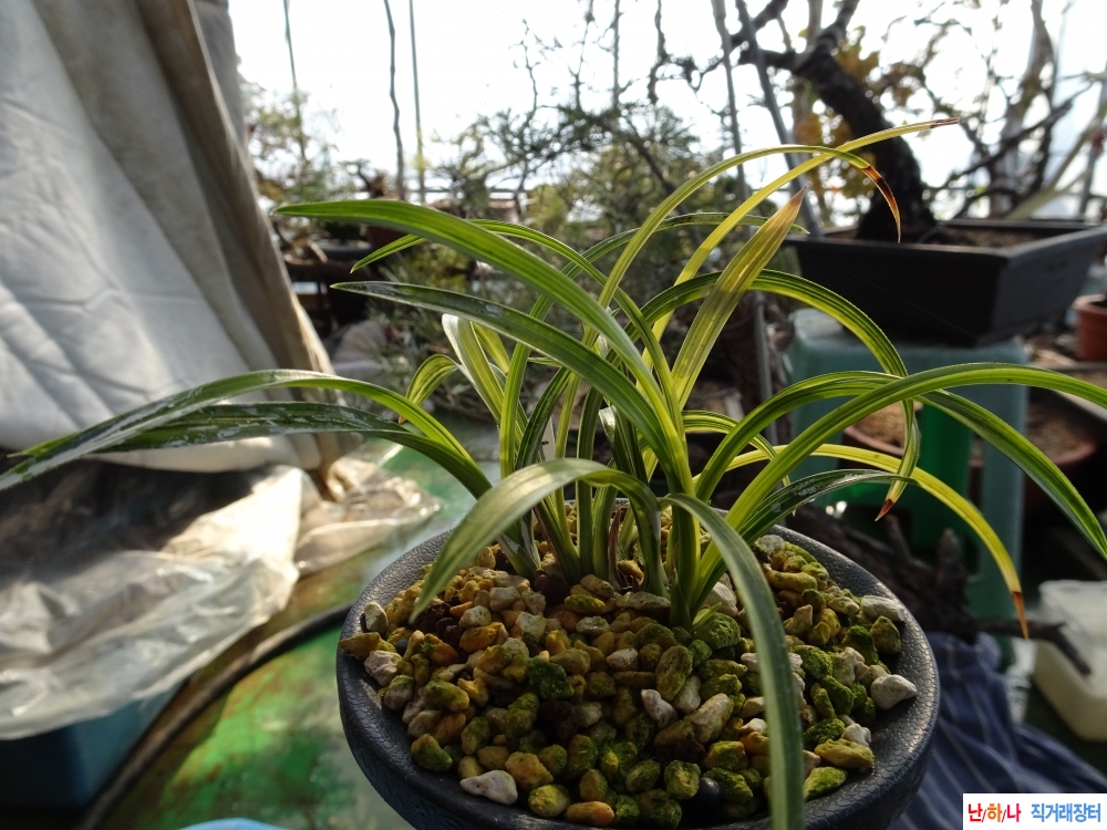 전에 등재한 진나